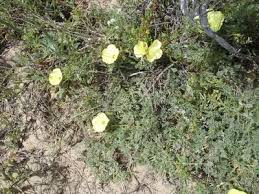 Image result for Grielum