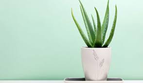 If hair follicles are blocked with excess sebum, dirt, or dead skin, they won't be able to grow properly. Hair Regrowth How To Use Aloe Vera Gel For Hair Growth Be Beautiful India