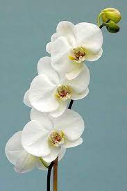 7 Tough To Grow But Worth It Houseplants Orchid Flower Orchids Moth Orchid