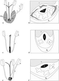 Image result for Alinula paradoxa