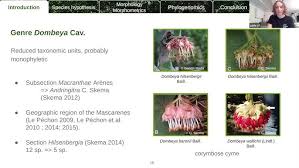 Image result for Brachythrix pawekiae