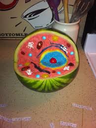 One of our favorite hands on science activity so far has been making a jello animal cell. Image Result For Edible Animal Cell Plant Cell Project Edible Animal Cell Animal Cell Project