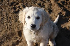 Beautiful english cream golden retriever puppies available! Puppy Nicholberrygoldens S Blog