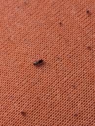 Silberfische im haushalt kommen oft vor, doch woher kommen silberfische eigentlich und was kann gegen sie tun? Silberfische Im Schlafzimmer Woher Caseconrad Com