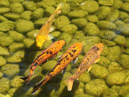 Cara mengatasi kolam ikan yang bocor #1: 5 Masalah Yang Sering Menimpa Kolam Ikan Koi Dan Cara Mengatasinya Arafuru