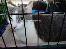 Offers a discount when you add on more furry friends. Mimi S Pet Transport Usa Safest Private 48hr Ground Transportation