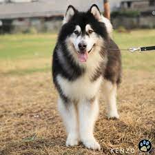 Indonesia representative office menara dea, 15th floor suite 1502 kawasan mega kuningan jl. Kenzo From Indonesia Alaskan Malamute Kenzothemalamute Alaskan Malamute Dogs Malamute