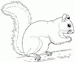Free printable baby squirrel climbing a tree coloring page (pdf format) to download and print. Squirrel Coloring Pages Preschool Coloring Page Photos Coloring Home