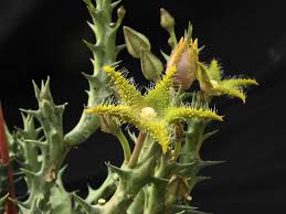 Image result for Orbea dummeri