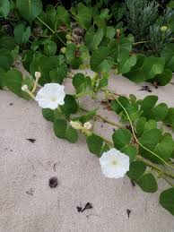 Image result for Ipomoea violacea