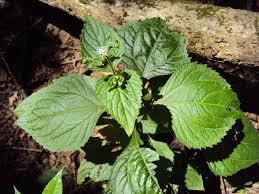 Image result for Adenostemma mauritianum