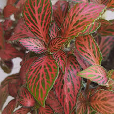 Nerve plant (fittonia albivenis) is a perfect houseplant for pots, terrariums, or bottle gardens. Fittonia Verschaffeltii Pink Angel Pink Veined Nerve Plant Uploaded By Plantobsessions