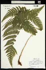 Image result for Arachniodes webbiana