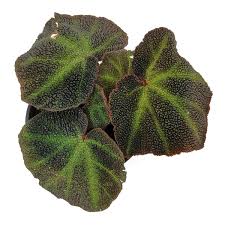Image result for Begonia subscutata