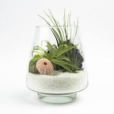 Air Plant Terrarium Ideas Glass Vase White Sand Tillandsia Shells Creative Decorating Ideas Air Plant Terrarium Air Plants Plants In Jars