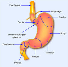 Gut Series The Mouth And Esophagus Neocate