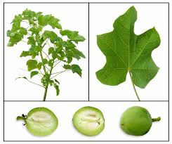 Image result for Jatropha curcas