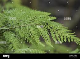 Image result for Microlepia