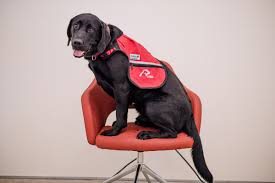 With my service dog, i'm able to go out and do the things i love without the feelings of anxiety i used to have. How To Get A Service Dog Canada