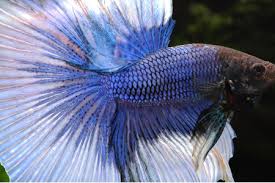 18+ Great Tank Mates For Betta Fish - Build Your Aquarium