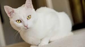 115 Best White Cat Names For 2020 The Dog People By Rover Com