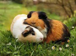 Als nestflüchter kommen kleine meerschweinchen zwar schon mit fell, geöffneten augen und festem gebiss auf die welt, doch ausgewachsen sind sie dann noch lange nicht. Wie Alt Werden Meerschweinchen Lebenserwartung Der Pausbackchen