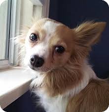 Looking for the perfect chihuahua mix? Los Angeles Ca Papillon Meet Jax A Pet For Adoption
