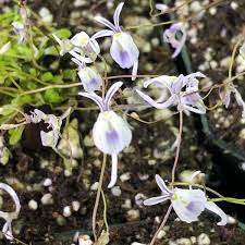 Image result for Utricularia scandens