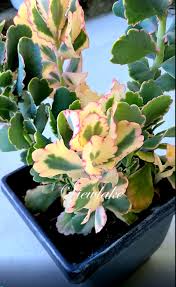 Image result for Kalanchoe dyeri