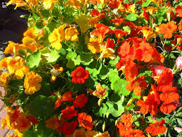 Image result for Tropaeolum majus