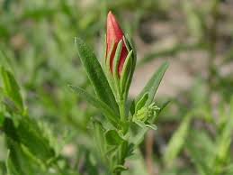 Image result for Menodora heterophylla