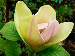 Image result for magnolie sunsation