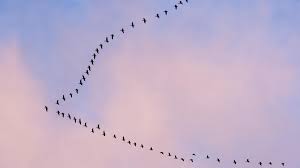 Sie sammeln sich zunächst bis ende september im süden deutschlands, um dann die lange reise nach afrika anzutreten. Logo Zugvogel Zdftivi