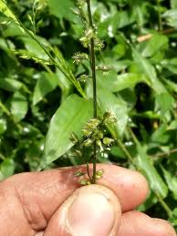 Image result for Pseudechinolaena polystachya