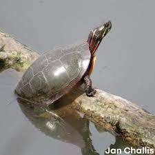 Check spelling or type a new query. What Is It Wednesday Midland Painted Turtle Thames Talbot Land Trust