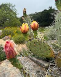 Image result for Cactaceae