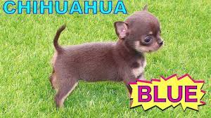Pin En Blue Chihuahua