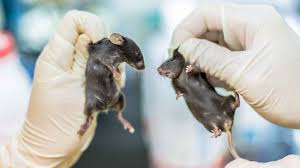 We did not find results for: Pain In Lab Animals How Much Is Too Much