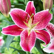 Types Of Lilies Asiatics Orientals Trumpets And More Longfield Gardens Lily Plants Growing Lilies Types Of Lilies