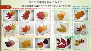 カエデ 楓 のことをもっと知ろう 健康の森 Blog 養命酒 駒ヶ根工場 健康の森 養命酒製造株式会社