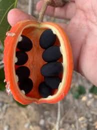 Image result for Sterculia schliebenii