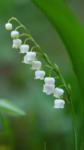 Bell Flowers White Grass Spring 720x1280 Wallpaper White Bell Flowers Flowers Flowers Photography