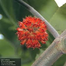 Image result for Maerua friesii