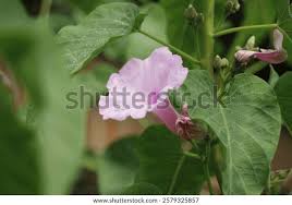 Image result for Ipomoea carnea