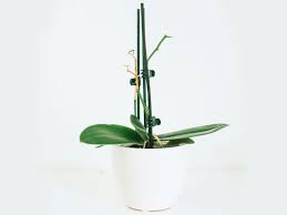 Unfortunately, a lot of novice orchid growers are very hesitant and have no idea how … How To Trim Orchid Stems After Flowering Plant Index