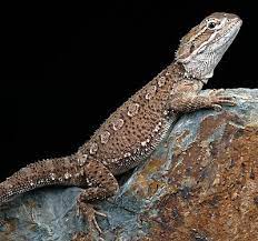 Check spelling or type a new query. Bearded Dragon Handling Do S And Don Ts Petsmart
