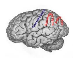 Image result for Parietal Lobe
