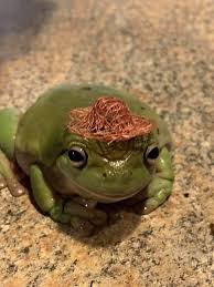 Singularidad In 2020 Pet Frogs Cute Frogs Cute Baby Animals