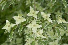 Rombergpark Cornusfest Veranstaltungen Botanischer Garten Rombergpark Freizeit Kultur Tourismus Stadtportal Dortmun Botanischer Garten Tourismus Rom