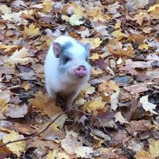 Pet classifieds | dogs, puppies, cats, kittens, birds, fish, other pets for sale & services in the uk. This Little Piggy Mini Pet Pigs Hedgehogs And Holland Lop Rabbits Home Facebook